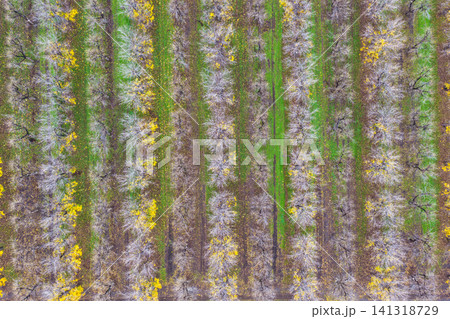 Aerial downward view of a productive pecan orchard at Biniguy, NSW, showing orderly rows of mature trees at different growth stages. Some trees are covered in bright yellow catkins Aerial downward view of a productive pecan orchard at Biniguy, NSW, showing orderly rows of mature trees at different growth stages. Some trees are covered in bright yellow catkins 141318729