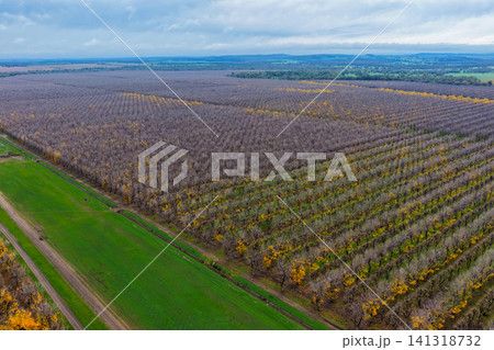 Aerial view of a productive pecan orchard at Biniguy, NSW, featuring orderly rows of pecan trees at different stages of growth. Some trees display bright yellow catkins 141318732