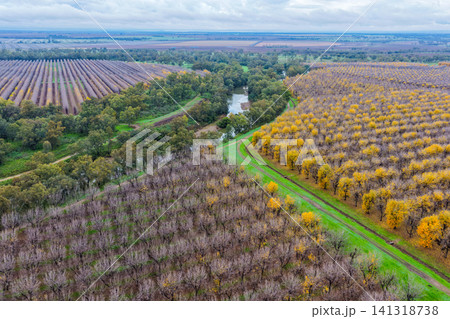 Aerial view of a productive pecan orchard at Biniguy, NSW, with a river winding through the plantation. The contrasting rows of mature pecan trees and the natural waterway create a striking Aerial view of a productive pecan orchard at Biniguy, NSW, with a river winding through the plantation. The contrasting rows of mature pecan trees and the natural waterway create a striking 141318738