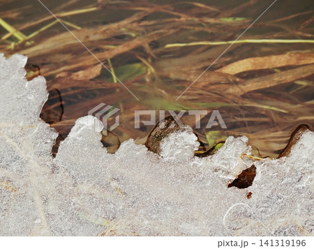 Frosted Ice Sheet with Scalloped Edge Over Clear Water and Submerged Grass, Winter Nature Pond Macro Detail 141319196