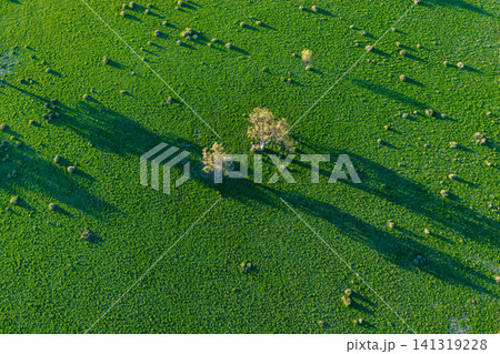Aerial downward view of scattered trees casting long shadows across a lush green landscape, highlighting striking natural patterns and textures created by the low sun in NSW, Australia. Aerial downward view of scattered trees casting long shadows across a lush green landscape, highlighting striking natural patterns and textures created by the low sun in NSW, Australia. 141319228