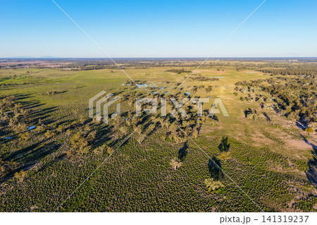 Aerial view of the Pilliga landscape with scattered trees casting long shadows across the countryside beneath a clear blue sky, showcasing the rich textures and natural beauty of the rural landscape Aerial view of the Pilliga landscape with scattered trees casting long shadows across the countryside beneath a clear blue sky, showcasing the rich textures and natural beauty of the rural landscape 141319237