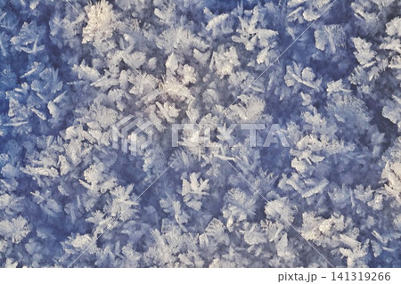 Dense Blue White Frost Crystals Full Frame, Frosted Winter Natural Texture Abstract Background Macro Dense Blue White Frost Crystals Full Frame, Frosted Winter Natural Texture Abstract Background Macro 141319266