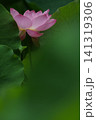 緑の葉に囲まれて咲く淡いピンク色の蓮の花。前ボケを生かした幻想的な夏の風景。 141319306