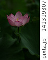 緑の葉に囲まれて咲く淡いピンク色の蓮の花。 141319307