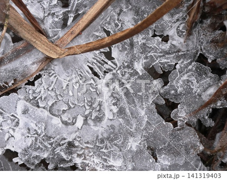 Complex Ice Formations with Bubbled Scalloped Edges Over Dry Stems and Dark Ground, Frosted Winter Nature Macro Complex Ice Formations with Bubbled Scalloped Edges Over Dry Stems and Dark Ground, Frosted Winter Nature Macro 141319403