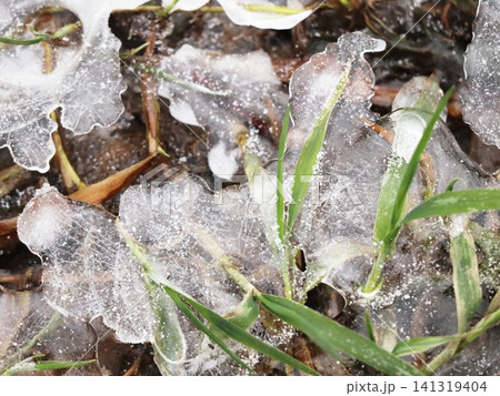 Thin Ice Sheets with Wavy Edges Over Green Grass Blades Dusted with Snow, Frosted Winter Nature Macro Detail Thin Ice Sheets with Wavy Edges Over Green Grass Blades Dusted with Snow, Frosted Winter Nature Macro Detail 141319404