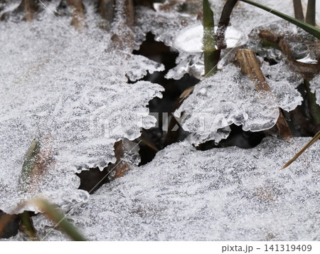 Snow-Dusted Ice Sheets with Raised Ruffled Edges Over Dark Ground, Frosted Winter Nature Ground Detail Macro 141319409