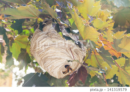 Wasp nest in a maple leaf crown. Wasp nest grey paper texture. Sunny day. Wasp nest in a maple leaf crown. Wasp nest grey paper texture. Sunny day. 141319579