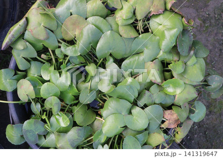 Nymphaea leibergii, dwarf water lily, Leiberg waterlily plant Nymphaea leibergii, dwarf water lily, Leiberg waterlily plant 141319647