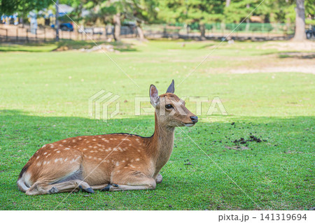木陰で寛ぐ鹿　奈良公園 141319694