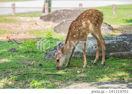 子鹿 奈良公園 子鹿 奈良公園 141319701
