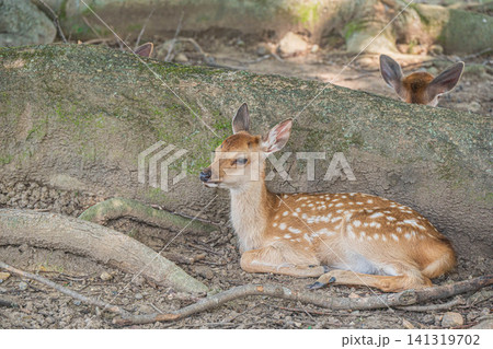 大木の根元に座る子鹿 奈良公園 大木の根元に座る子鹿 奈良公園 141319702