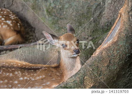 大木の根元に座る子鹿 奈良公園 大木の根元に座る子鹿 奈良公園 141319703