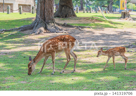 鹿の親子 奈良公園 鹿の親子 奈良公園 141319706