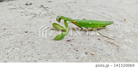 Close-up photo of a green praying mantis on a concrete floor 141320069