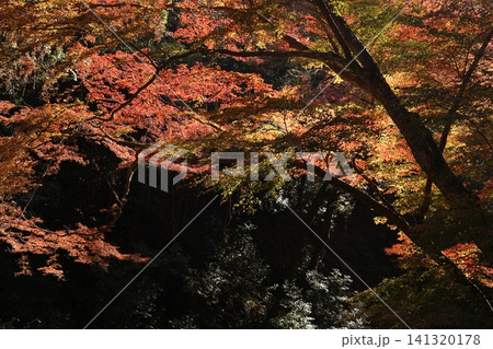 紅葉した木 紅葉した木 141320178