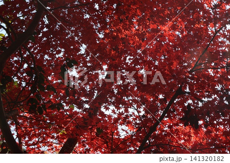 紅葉した木 141320182