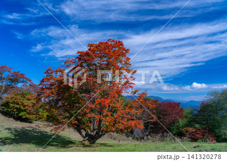 【紅葉素材】秋の大峰高原・紅葉した七色大カエデ【長野県】 【紅葉素材】秋の大峰高原・紅葉した七色大カエデ【長野県】 141320278