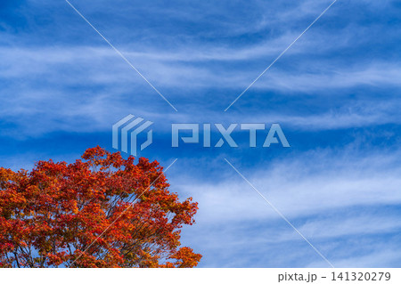 【紅葉素材】秋の大峰高原・紅葉した七色大カエデ【長野県】 【紅葉素材】秋の大峰高原・紅葉した七色大カエデ【長野県】 141320279