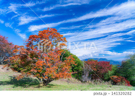 【紅葉素材】秋の大峰高原・紅葉した七色大カエデ【長野県】 141320282