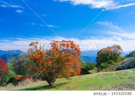 【紅葉素材】秋の大峰高原・紅葉した七色大カエデ【長野県】 141320286