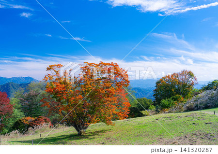 【紅葉素材】秋の大峰高原・紅葉した七色大カエデ【長野県】 【紅葉素材】秋の大峰高原・紅葉した七色大カエデ【長野県】 141320287