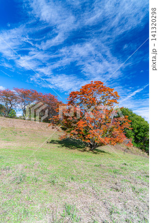【紅葉素材】秋の大峰高原・紅葉した七色大カエデ【長野県】 141320298