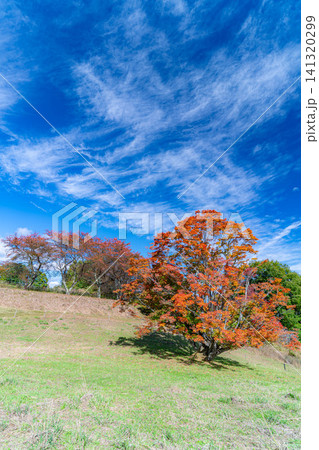 【紅葉素材】秋の大峰高原・紅葉した七色大カエデ【長野県】 【紅葉素材】秋の大峰高原・紅葉した七色大カエデ【長野県】 141320299