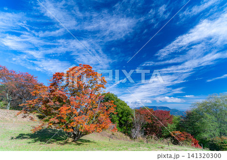 【紅葉素材】秋の大峰高原・紅葉した七色大カエデ【長野県】 【紅葉素材】秋の大峰高原・紅葉した七色大カエデ【長野県】 141320300