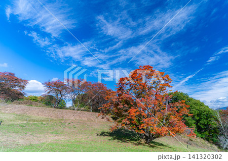 【紅葉素材】秋の大峰高原・紅葉した七色大カエデ【長野県】 【紅葉素材】秋の大峰高原・紅葉した七色大カエデ【長野県】 141320302
