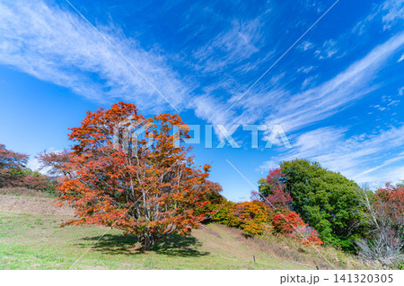 【紅葉素材】秋の大峰高原・紅葉した七色大カエデ【長野県】 141320305