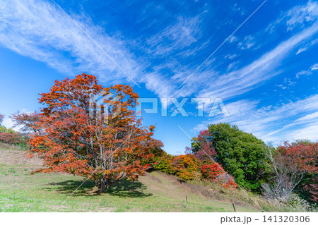 【紅葉素材】秋の大峰高原・紅葉した七色大カエデ【長野県】 141320306