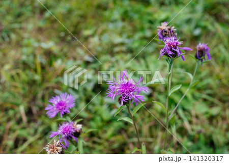 Close-up of blooming meadow knapweed (Centaurea jacea) growing in a natural summer meadow. Wild purple flowers with soft green blurred background, selective focus, botanical and ecological concept. Close-up of blooming meadow knapweed (Centaurea jacea) growing in a natural summer meadow. Wild purple flowers with soft green blurred background, selective focus, botanical and ecological concept. 141320317