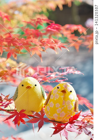 紅葉したもみじの枝に乗る二匹のひよこのぬいぐるみ 紅葉したもみじの枝に乗る二匹のひよこのぬいぐるみ 141320387