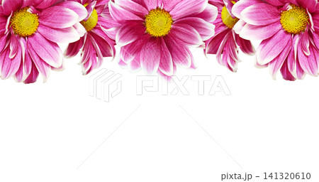 Pink chrysanthemum flowers in a border arrangement isolated on white Pink chrysanthemum flowers in a border arrangement isolated on white 141320610