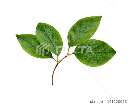 Small sprig with green leaves of Cotoneaster lucidus isolated on white background Small sprig with green leaves of Cotoneaster lucidus isolated on white background 141320628