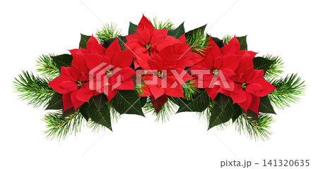 Red poinsettia flowers and pine twigs in a Christmas waved arrangement isolated on white background. Holiday garland. Red poinsettia flowers and pine twigs in a Christmas waved arrangement isolated on white background. Holiday garland. 141320635