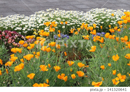 春の公園の花畑に咲くオレンジ色のハナビシソウの花や白いクリサンセマムノースポールの花 141320641