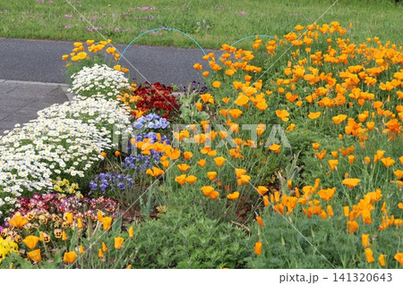 春の公園の花畑に咲くオレンジ色のハナビシソウの花や白いクリサンセマムノースポールの花 春の公園の花畑に咲くオレンジ色のハナビシソウの花や白いクリサンセマムノースポールの花 141320643