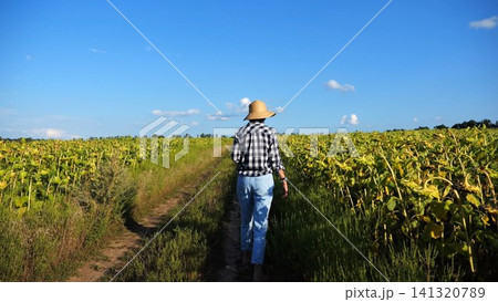 Female farmer going through road near yellow meadow and exploring plants. Adult agronomist in straw hat walking near plantation and examining ripe sunflowers. Concept of agricultural business 141320789