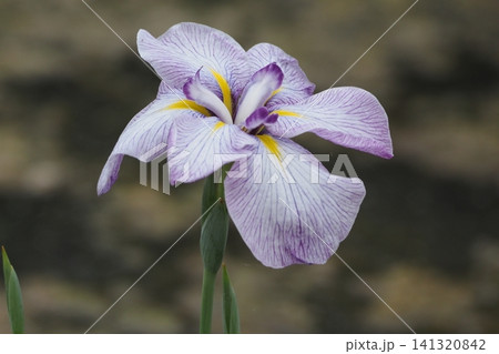 白い花菖蒲 141320842