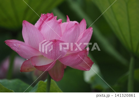 開きかけの蓮の花 開きかけの蓮の花 141320861