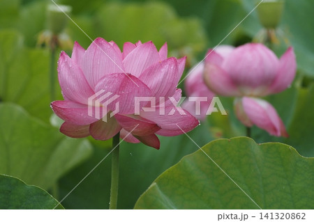 蓮の花のある風景 蓮の花のある風景 141320862
