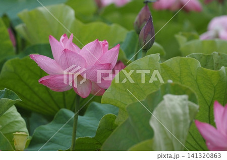 蓮の花のある風景 蓮の花のある風景 141320863