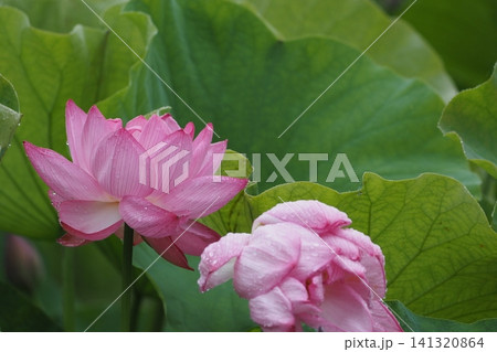 ピンク色の大きな蓮の花 ピンク色の大きな蓮の花 141320864