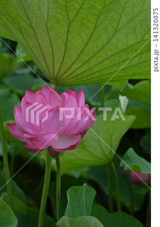 葉の間から顔を出した蓮の花 141320875