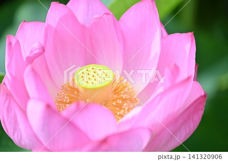 ハスの花 ハスの花 141320906