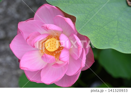 ハスの花、清浄なる花が咲く ハスの花、清浄なる花が咲く 141320933