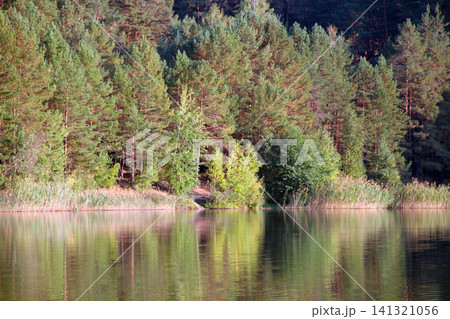 Pine forest reflection in calm lake water at sunset Pine forest reflection in calm lake water at sunset 141321056